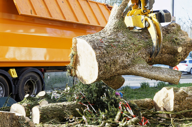 F&auml;llung Baumhasel Hohenstaufenallee
